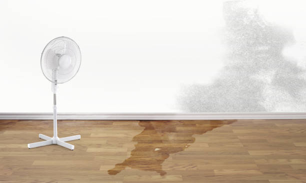 Best Ceiling water damage repair  in Northeast Ithaca, NY